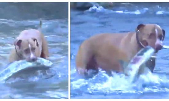 Dogs Take to Fishing Like Ducks to Water