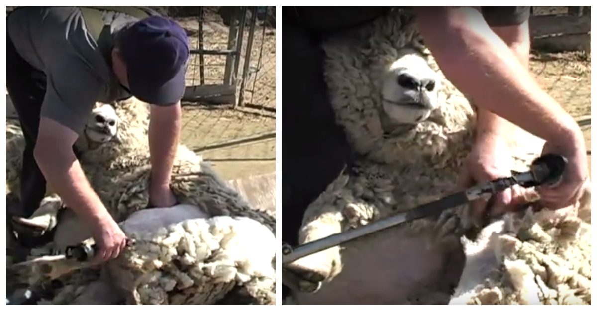 Video How to Shear a Sheep