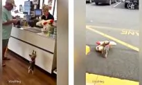 Video: Lucy the Yorkie Picks Toy That’s Twice Her Size at Pet Store, Wins Hearts on the Internet