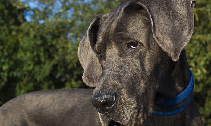 Dog Owner Discovers Great Dane She Adopted Has 28 More Teeth Than Normal