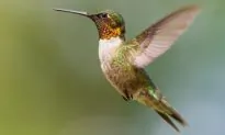 Hummingbird Returns Every Year to Visit Ex-SWAT Team Cop Who Saved Its Life