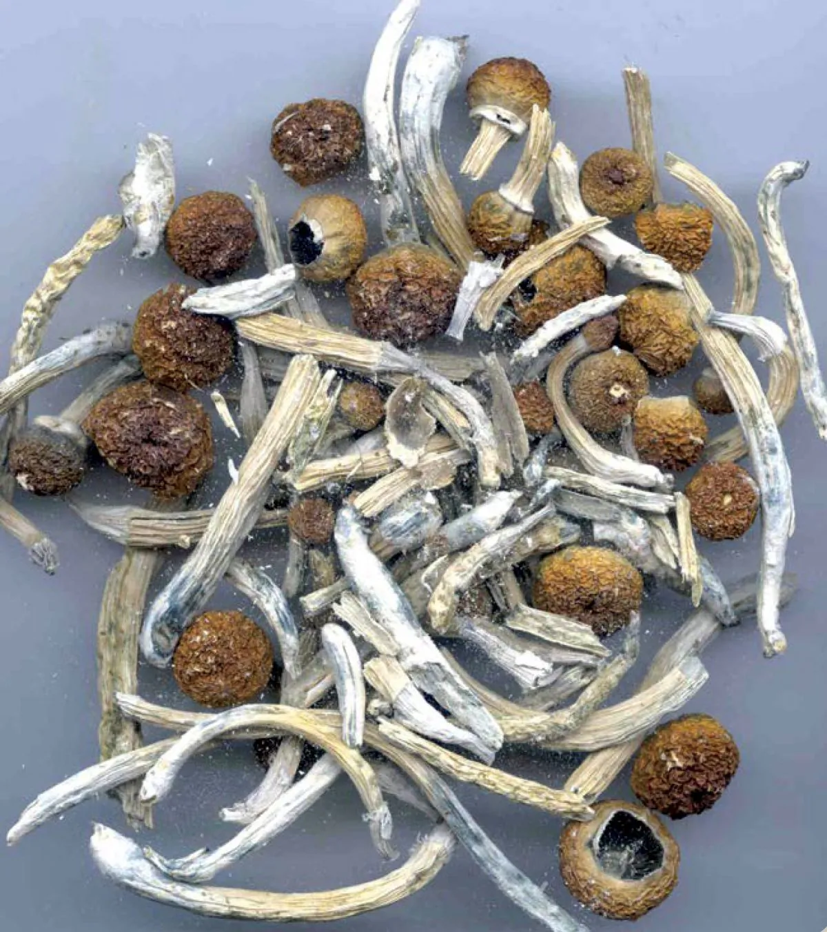 Psilocybin or "magic mushrooms" are seen in an undated photo provided by the U.S. Drug Enforcement Agency (DEA) in Washington on. May 7, 2019. (DEA/Handout via Reuters)