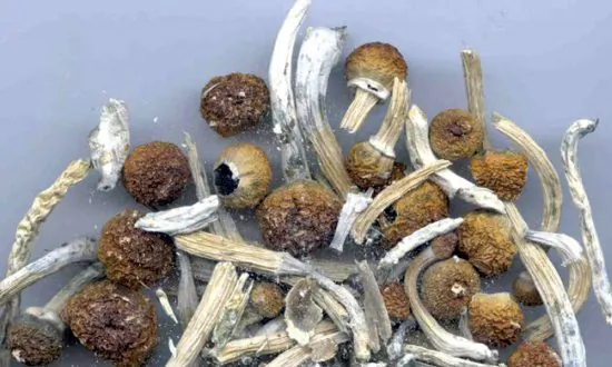 Montreal Police Raid Magic Mushroom Shop Within Hours of Opening