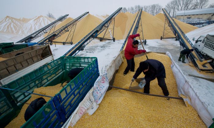Two farmers unload corn at a state grain reserves depot in Yushu in Jilin Province, China on Dec. 19, 2008. (China Photos/Getty Images)