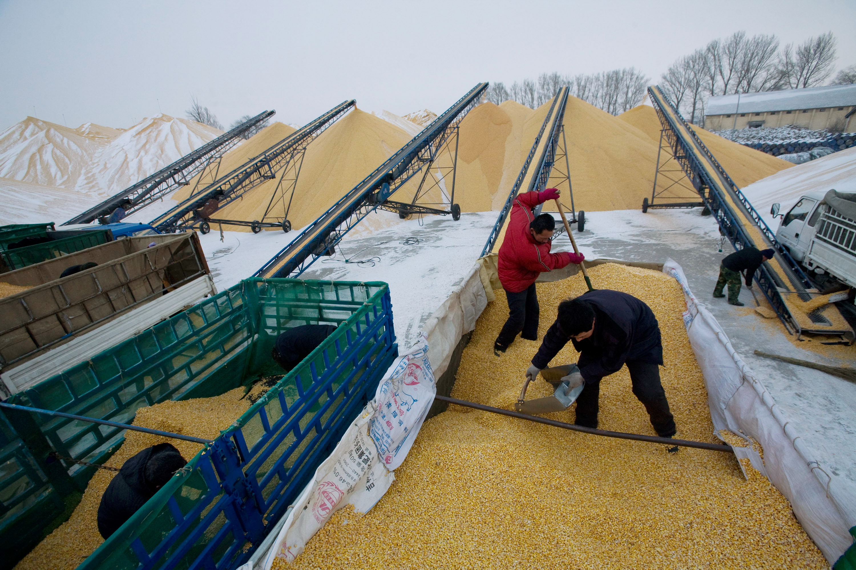 China's Hoarding of Food Grains Is Contributing to Rising Global Food Prices, Experts Say - Vimarsana News
