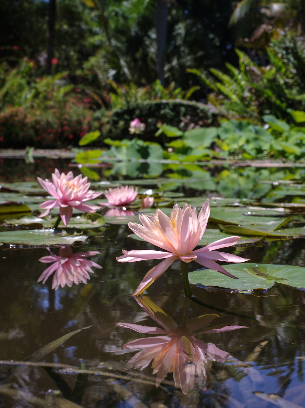 waterlilies mckee botanical gardens