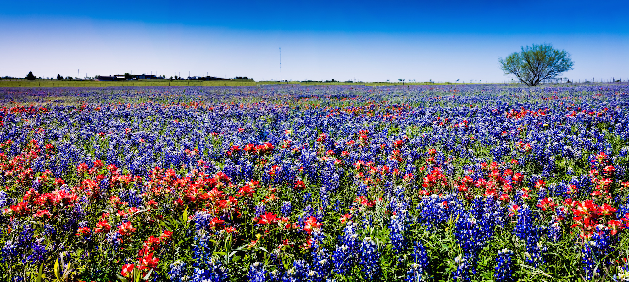 bluebonnet_Indian_paintbrush_flowers_Texas