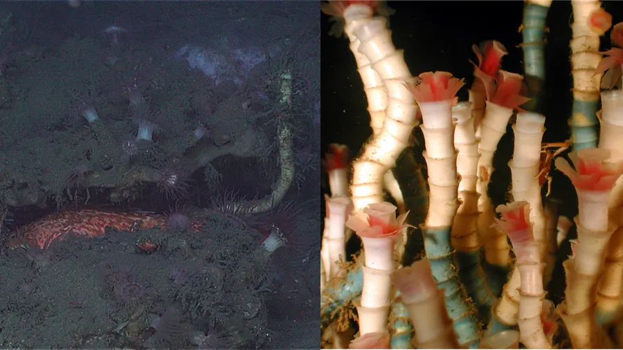 Images of tubeworms. (L-DEEP SEARCH 2019 and R-Charles Fisher/Wikimedia Commons [CC BY 2.5 (https://creativecommons.org/licenses/by/2.5/deed.en)])
