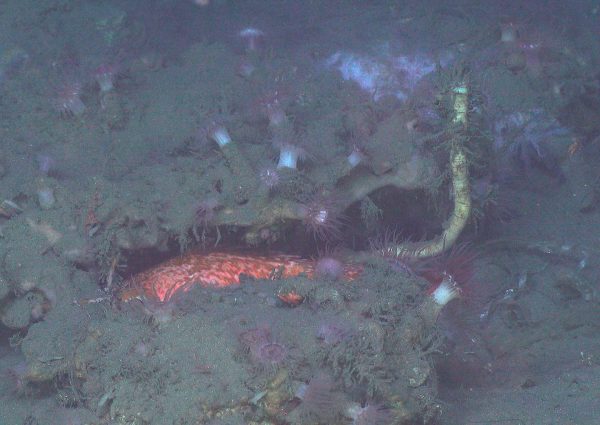 A tubeworm is growing