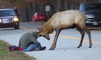 Photographer Comes Under Attack From Bull Elk