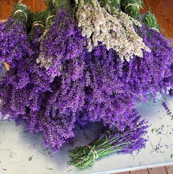 cut lavender at lavender by the bay