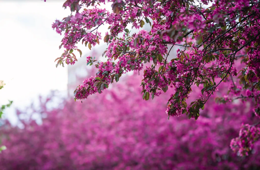 Lilac festival rochester