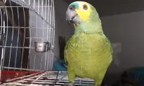 Parrot Owned by Drug Dealers Tips Off Police During a Raid, and Is Now in Custody