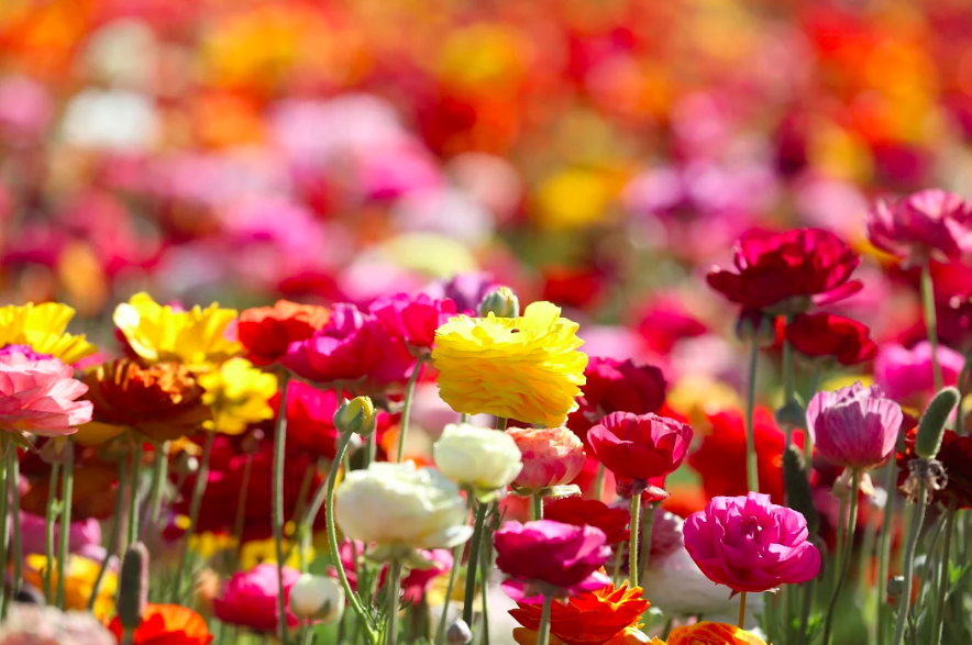 carlsbad flower fields