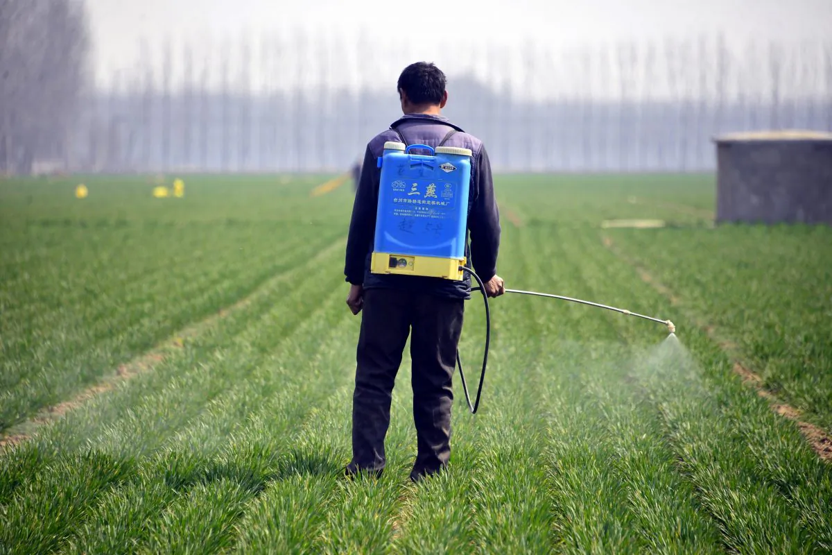 A Chinese farmer spraying pesticide in a wheatfield in Chiping county in Liaocheng, east China's Shandong Province on March 15, 2017. (STR/AFP/Getty Images)