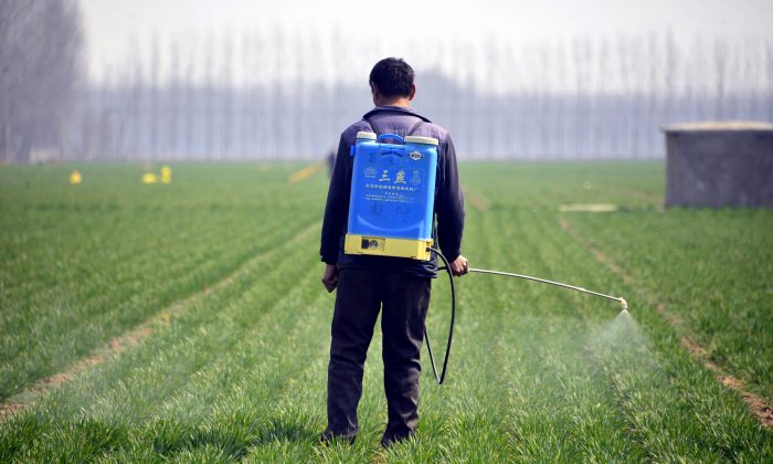 A Chinese farmer spraying pesticide in a wheatfield in Chiping county in Liaocheng, east China's Shandong Province on March 15, 2017. (STR/AFP/Getty Images)