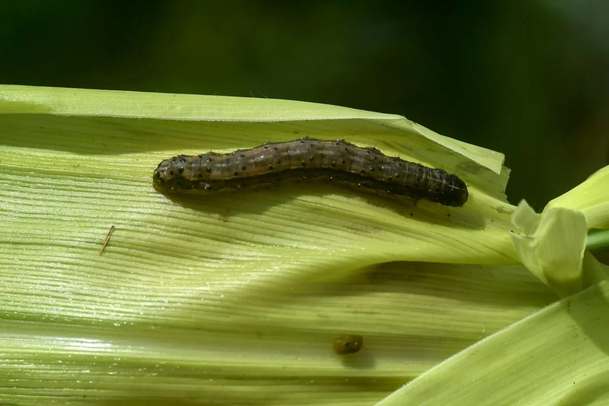 A fall armyworm is attacking a maize crop in a maize field in Vihiga, Kenya on April 18, 2018. (Simon Maina/AFP/Getty Images)