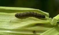 Chinese Farmers Gear Up for Armyworm as Government Says Situation is Severe