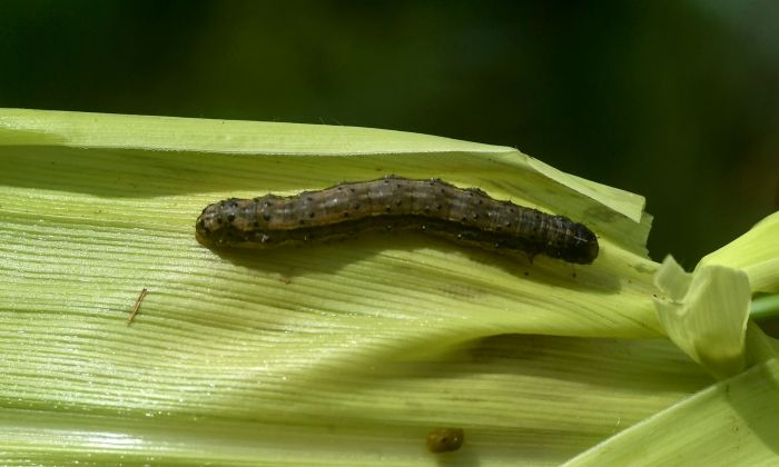A fall armyworm is attacking a maize crop in a maize field in Vihiga, Kenya on April 18, 2018. (Simon Maina/AFP/Getty Images)