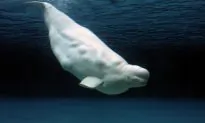 Video: Polite Beluga Whale Returns Phone Woman Accidentally Drops Into the Sea