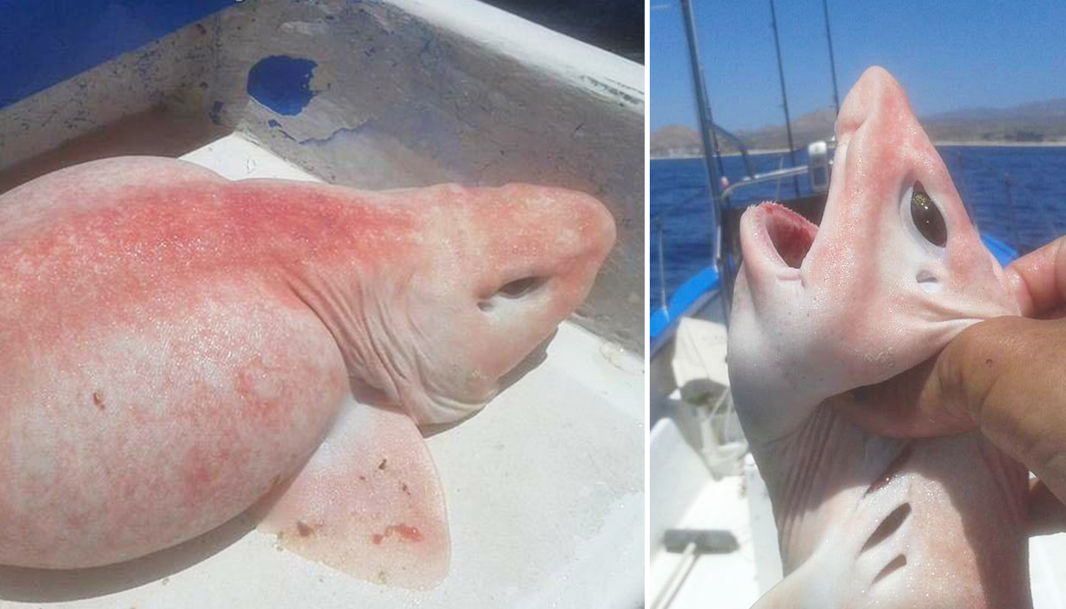 Charter Fishermen Caught an 'Alien Fish' That Was Later Identified