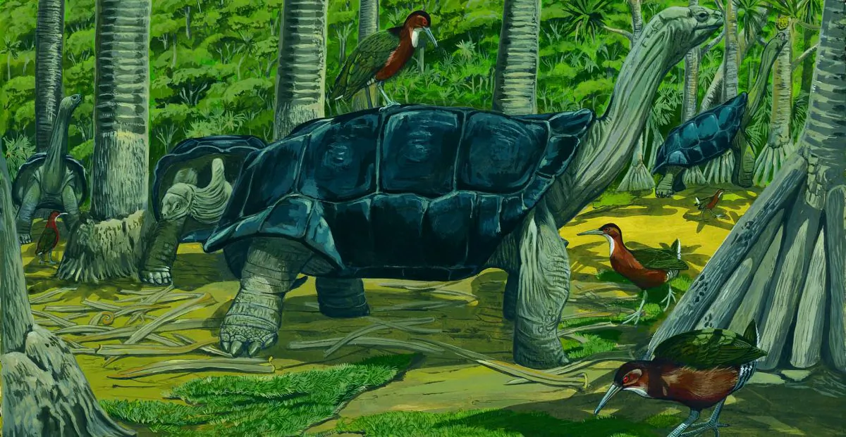 An undated artist's impression of the white-throated rail in Aldabara, the Seychelles. (Natural History Museum)