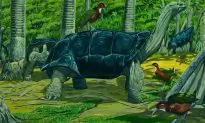 Exotic Flightless Bird Evolves Back For First Time in 136,000 Years