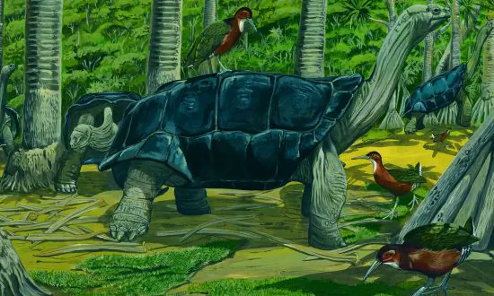 Exotic Flightless Bird Evolves Back For First Time in 136,000 Years