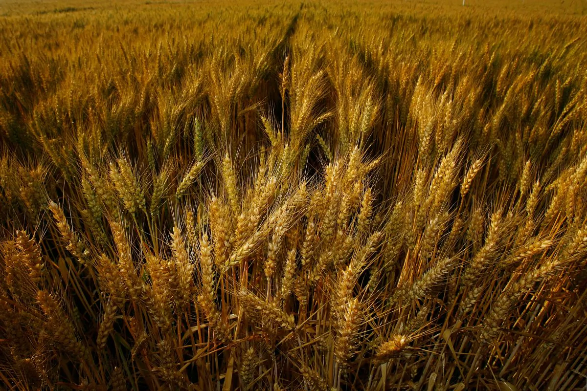 Sprinklers water a wheat crop on May 7, 2008 south of Bakersfield, California. (David McNew/Getty Images)