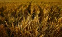 China Excludes Essential Food Products from Tariff Increase on US Goods