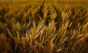 China Excludes Essential Food Products from Tariff Increase on US Goods