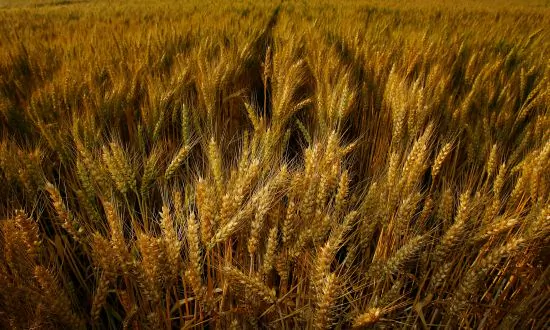China Excludes Essential Food Products from Tariff Increase on US Goods