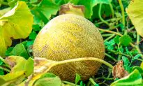 An Ancient Chinese Story: The Sun Melons