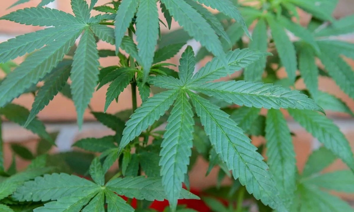 Stock image of a Cannabis plant. (Wales Jacqueline/Pixabay)