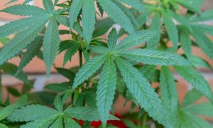 Cannabis Industry Sets Lobbying Record as California Representatives Support Banking Bill