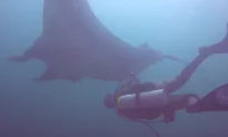 Video: Scuba Diver Saves Giant Manta Ray