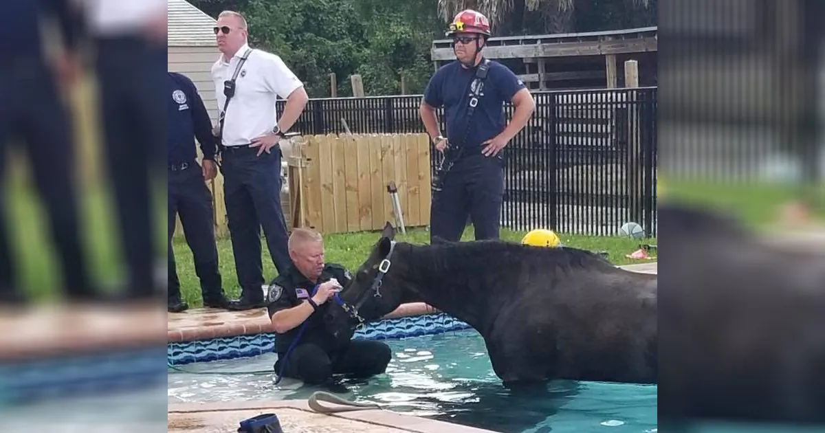 Authorities help horse Shine, 23, step out of the pool in Lake Worth, Fla., on May 12, 2019. (Palm Beach County Sheriff's Office)