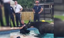 Florida Horse Dies After Taking a Dip in a Family Swimming Pool