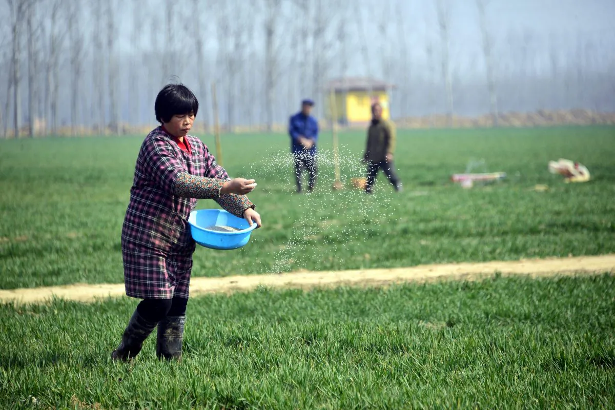 Chinese farmers work in a wheat field in Chiping County, Shandong Province, China, on March 15, 2017. (STR/AFP/Getty Images)