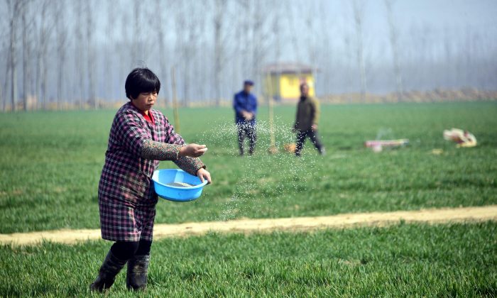 Chinese farmers work in a wheat field in Chiping County, Shandong Province, China, on March 15, 2017.        (STR/AFP/Getty Images)