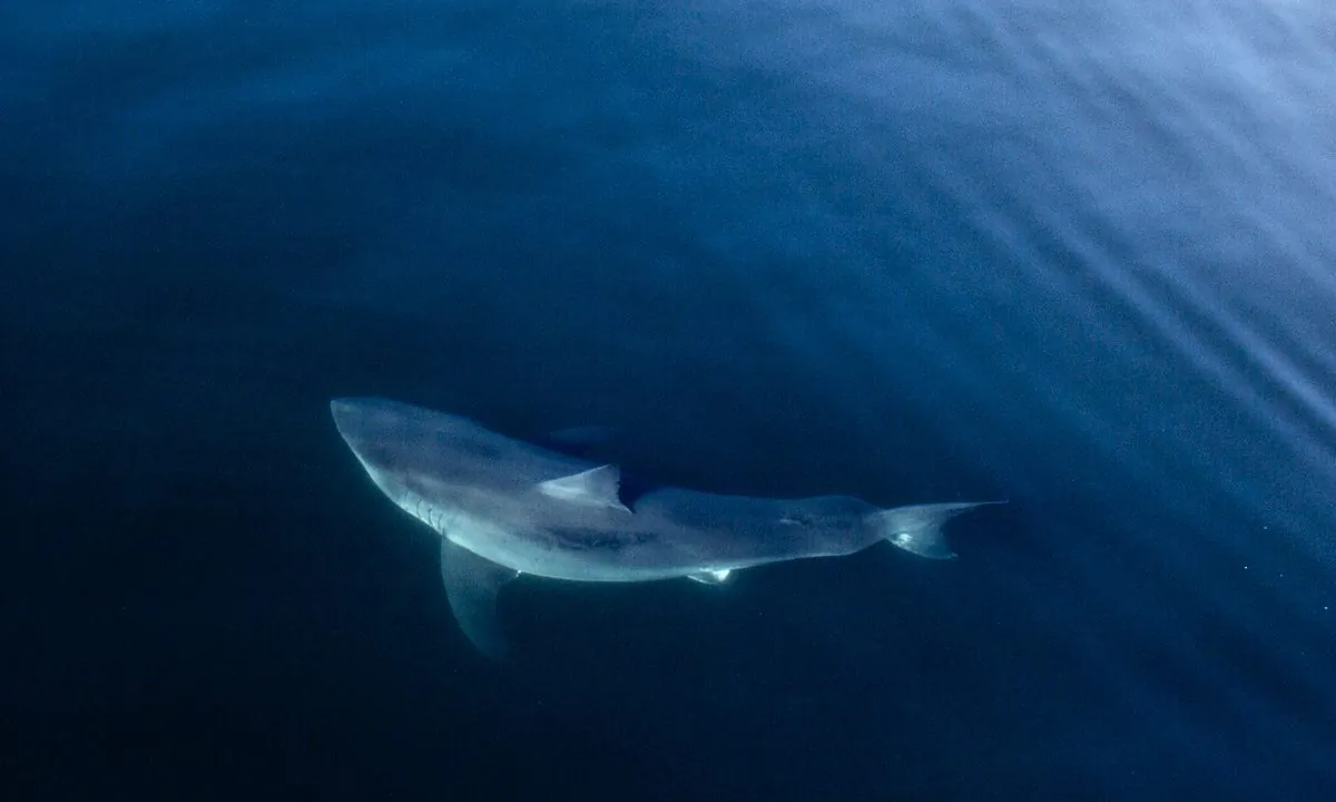 A great white shark called Costa tagged and tracked by OCEARCH. (Nichole Ring/OCEARCH)