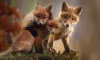 Farmer Does C-Section on Dead Fox by the Road, Saves 4 Cubs