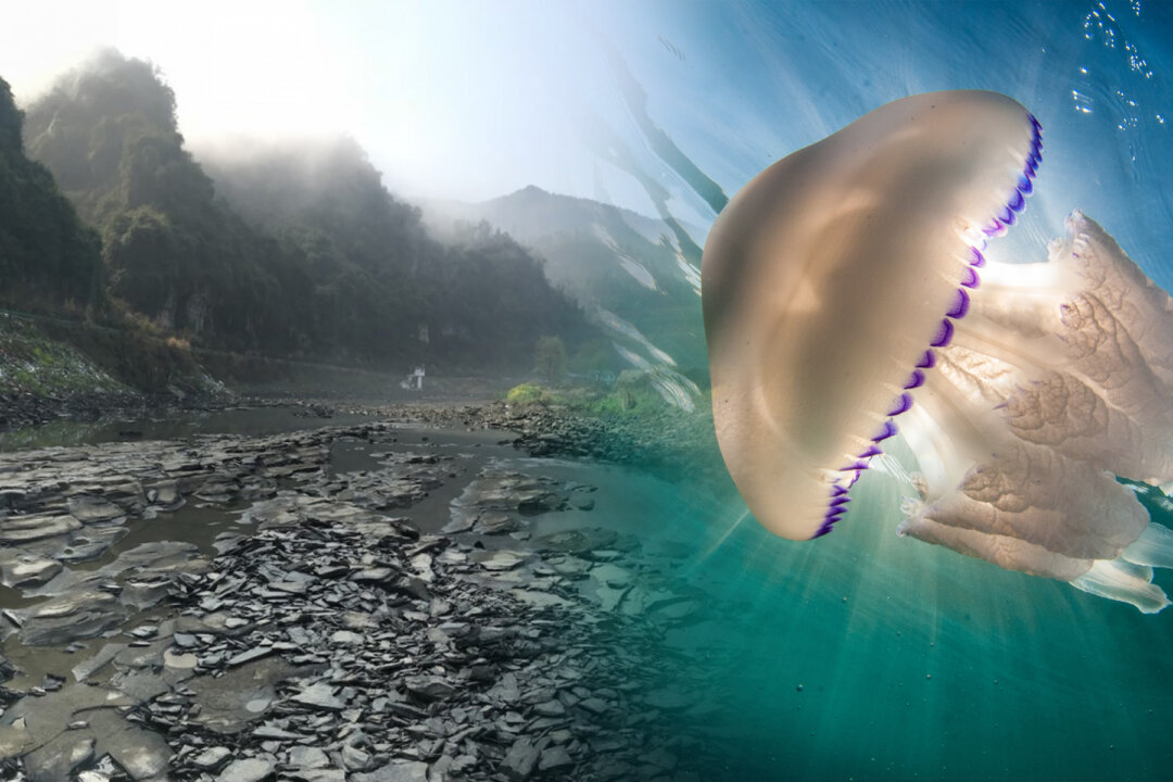 Jellyfish As Big As A Human Spotted Off English Coast The Epoch Times