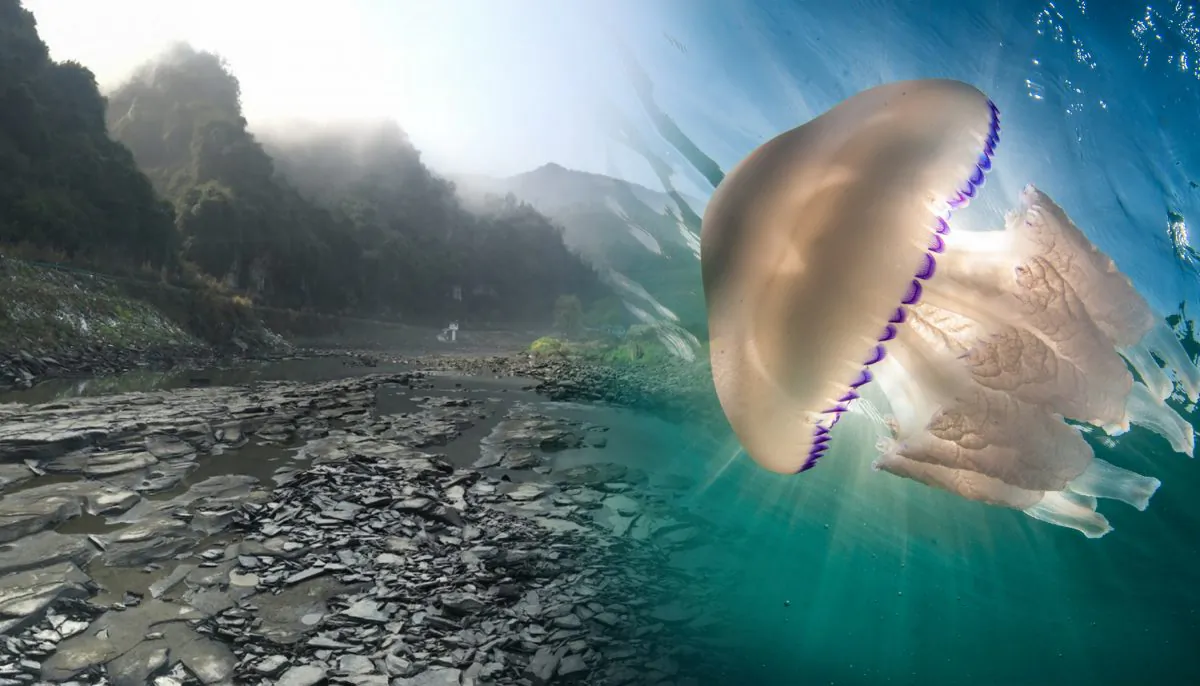 A stock photo of a jellyfish (Illustration - Shutterstock)  