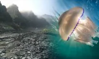 Jellyfish as Big as a Human Spotted Off English Coast