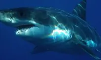 Woman Spots Shark Unusually Close to the Shore in South Carolina