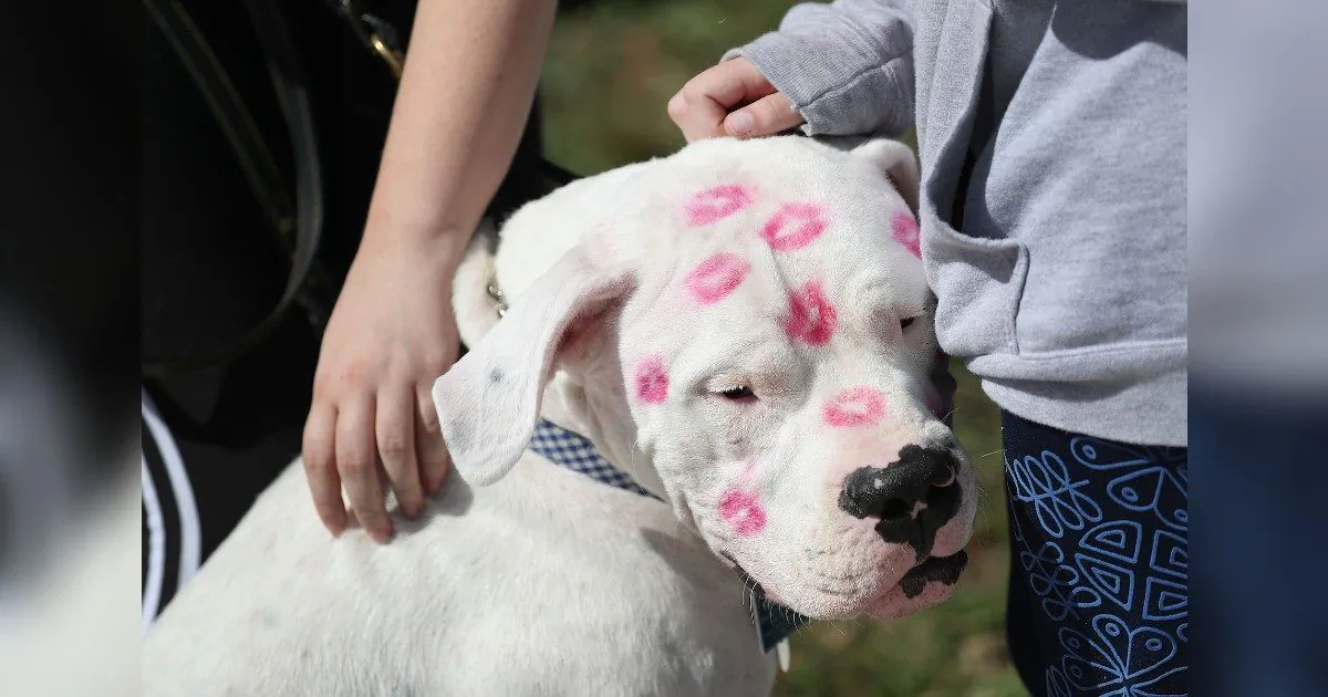 Dog, Maverick, is covered in kisses as people pet him while visiting a memorial setup near Marjory Stoneman Douglas High School in memory of those lost during a mass shooting at the school on February 14, 2019 in Parkland, Florida. On Feb. 14, 2018, at Marjory Stoneman Douglas High School 14 students and three staff members were killed during the mass shooting. (Joe Raedle/Getty Images)