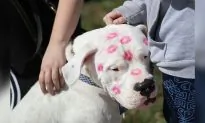 Therapy Dogs for Parkland Shooting Survivors Honored With Own Yearbook Page