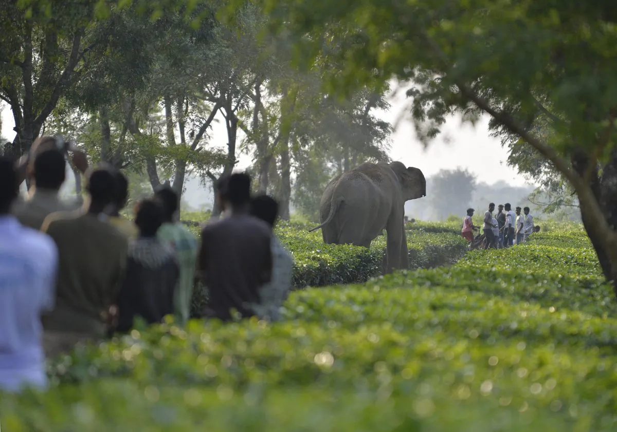 Indian villagers look on as a herd of 46 wild Asian elephants walk through the Gangaram Tea Garden on Nov. 29, 2017. Asian elephants are listed as endangered animals. As the human population increases the natural habitat of the elephants get destroyed and they are forced to move in farming areas where causing damage to crops. (DIPTENDU DUTTA/AFP/Getty Images)