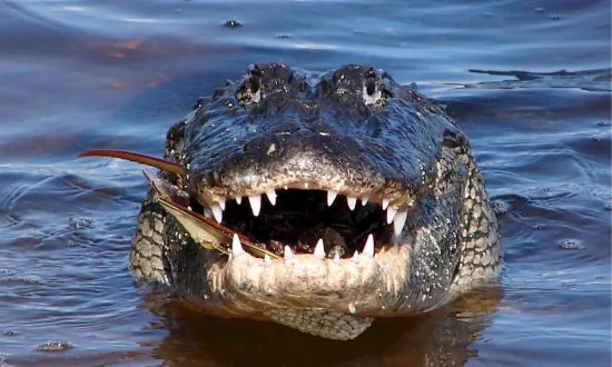 Man Finds Alligator Chilling on an Alligator Raft in a Rented Home Pool in Florida